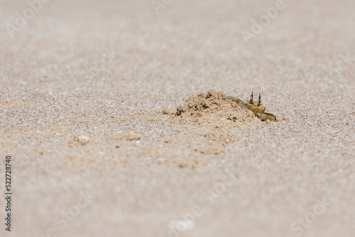 Ghost crab on a beach in Ras Al Jinz  Sultanate of Oman