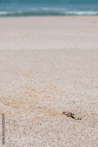 Ghost crab on a beach in Ras Al Jinz, Sultanate of Oman © DGPhotography
