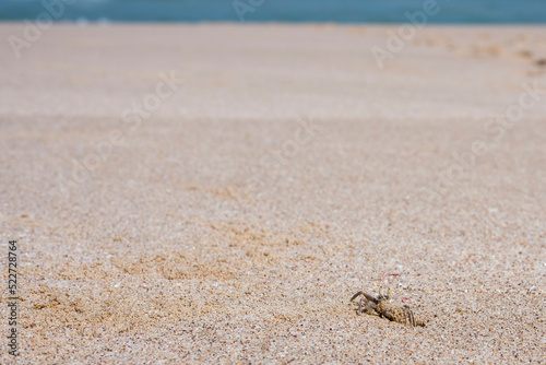 Ghost crab on a beach in Ras Al Jinz, Sultanate of Oman