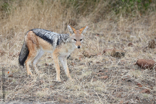 Schabrackenschakal / Black-backed jackal / Canis mesomelas