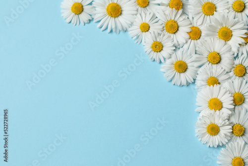 Many beautiful daisy flowers on light blue background, flat lay. Space for text © New Africa