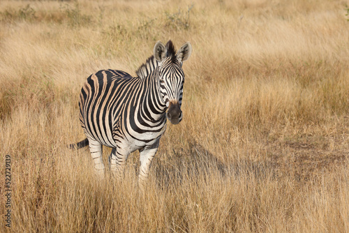 Steppenzebra / Burchell's zebra / Equus quagga burchellii © Ludwig