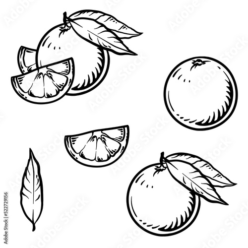 Vector illustration of an orange or grapefruit isolated on a white background. Engraved food hand drawn illustration.
