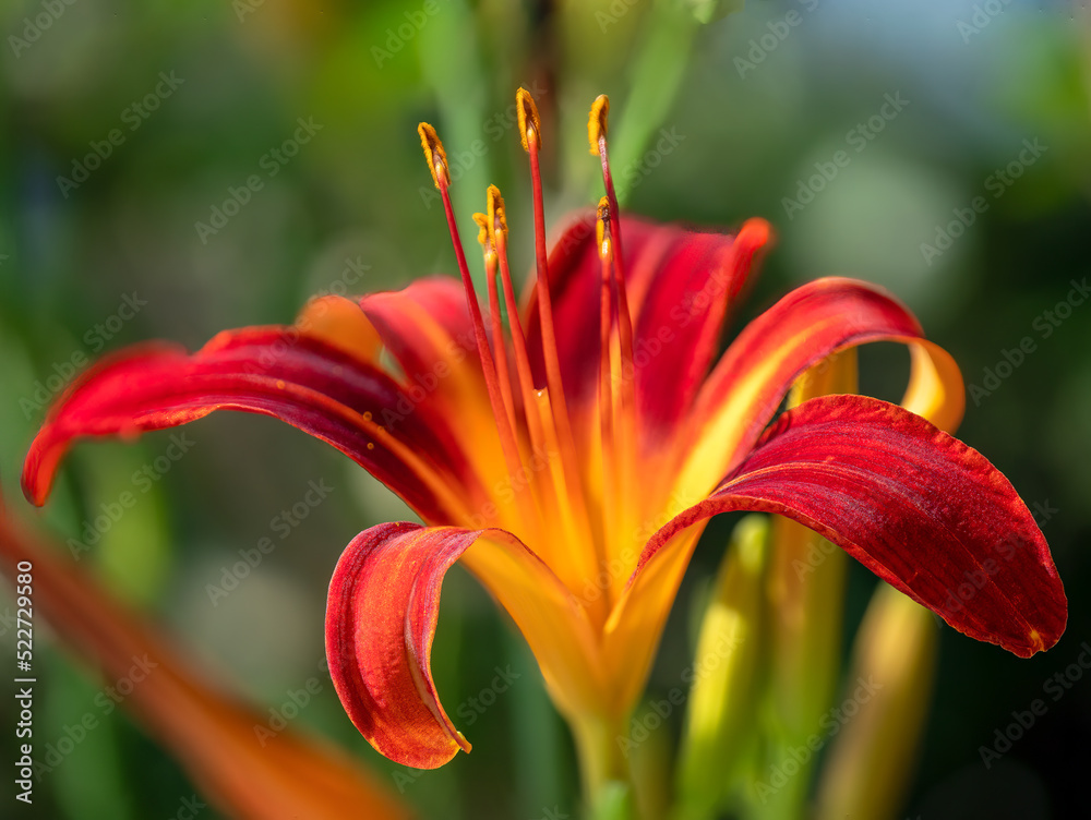 Orange Lilies in close up garden view during Summer in Germany Orange Lilies in close up garden view during Summer in Germany