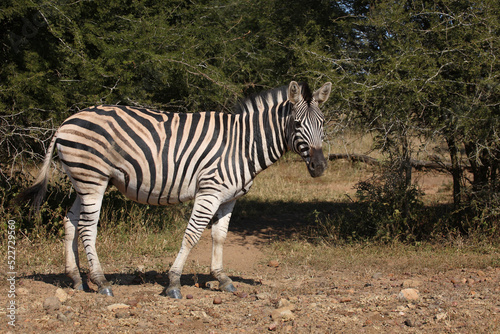 Steppenzebra   Burchell s zebra   Equus quagga burchellii