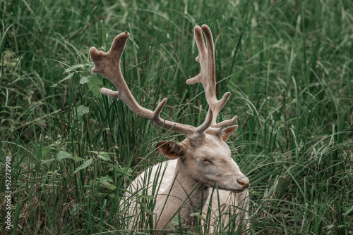 Fototapeta Naklejka Na Ścianę i Meble -  albino deer in grass