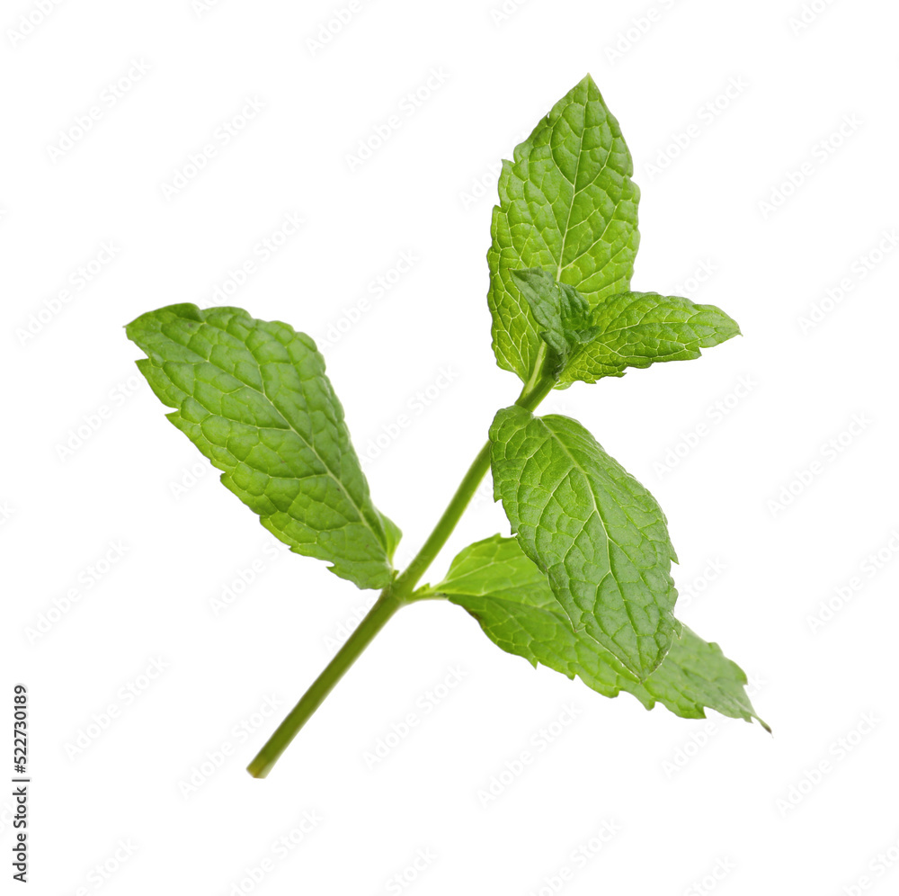 Fototapeta premium Aromatic green mint sprig isolated on white. Fresh herb