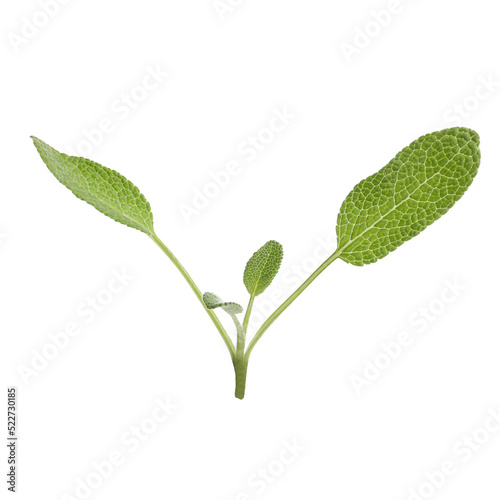 Aromatic green sage sprig isolated on white. Fresh herb