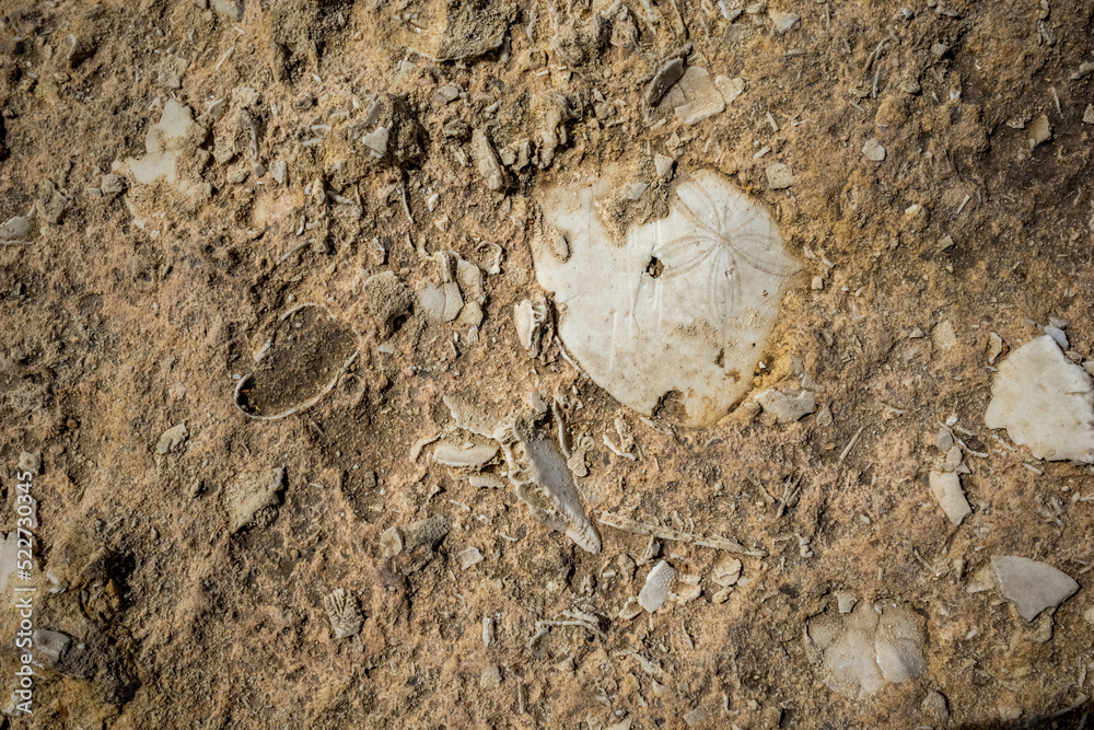Fossils found on the shores of Malta.
Close up selective focus.
