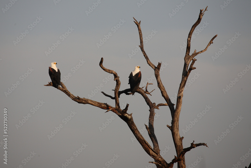 Afrikanischer Schreiseeadler / African fish-eagle / Haliaeetus vocifer. Afrikanischer Schreiseeadler / African fish-eagle / Haliaeetus vocifer.