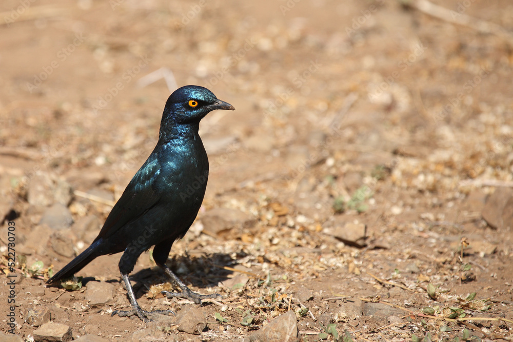 Rotschulter-Glanzstar/ Cape glossy starling or Red-shouldered starling / Lamprotornis nitens Rotschulter-Glanzstar/ Cape glossy starling or Red-shouldered starling / Lamprotornis nitens