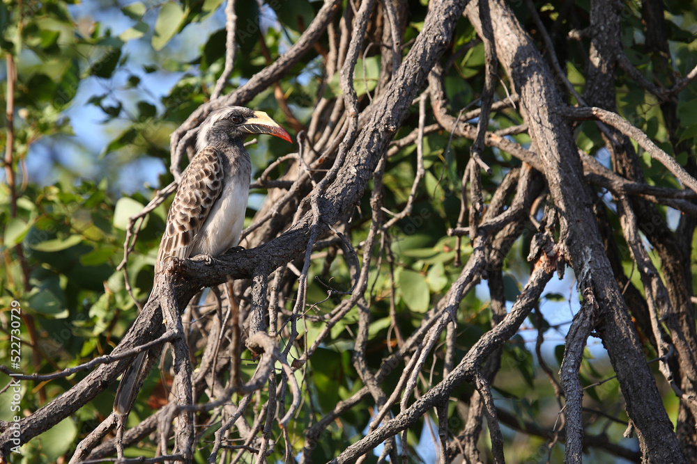 Grautoko / African grey hornbill / Lophoceros nasutus Grautoko / African grey hornbill / Lophoceros nasutus