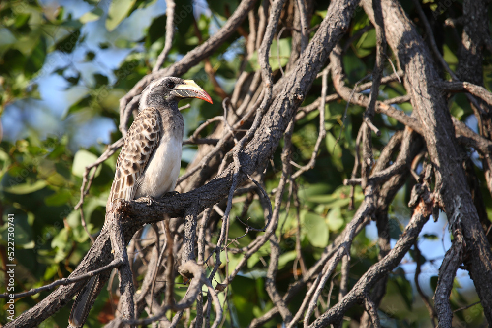 Grautoko / African grey hornbill / Lophoceros nasutus Grautoko / African grey hornbill / Lophoceros nasutus
