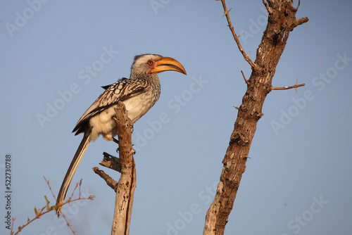 Gelbschnabeltoko / Southern yellow-billed hornbill / Tockus leucomelas