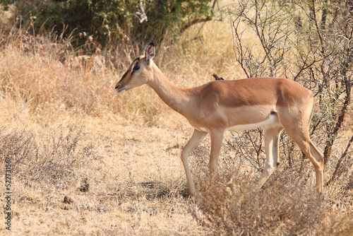 Schwarzfersenantilope und Rotschnabel-Madenhacker   Impala and Red-billed oxpecker   Aepyceros melampus et Buphagus erythrorhynchus