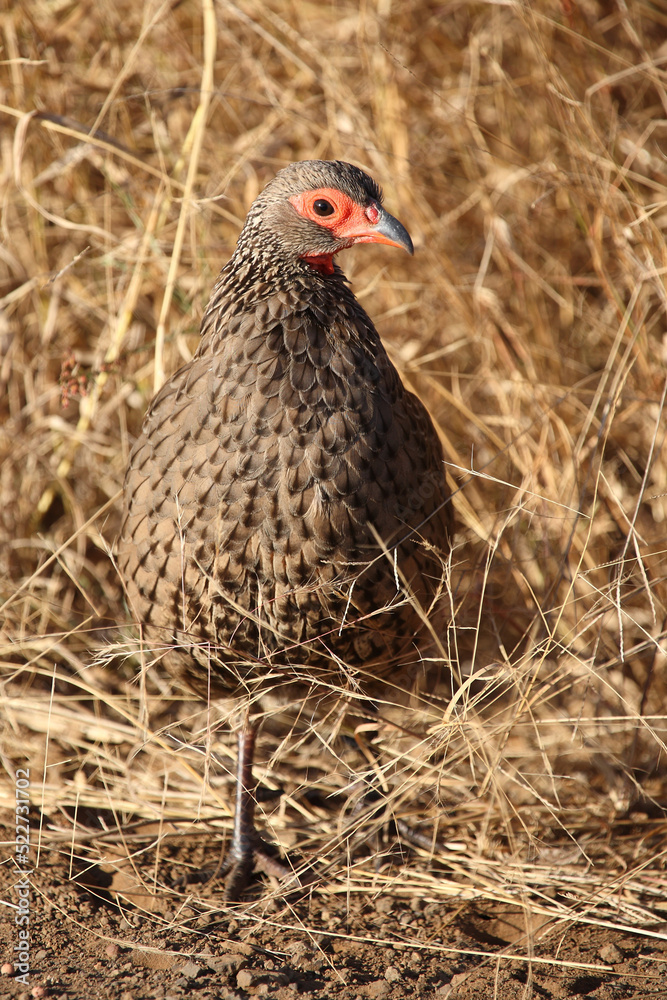 Swainsonfrankolin / Swainson's francolin or Swainson's spurfowl / Francolinus swainsonii. Swainsonfrankolin / Swainson's francolin or Swainson's spurfowl / Francolinus swainsonii.