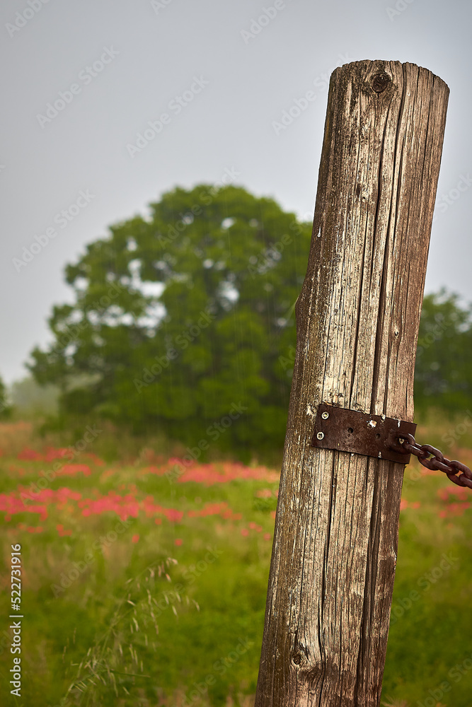 Poppy field with green grass, lots of poppies and big tree on background cloudy and rainy day wooden trunk fence