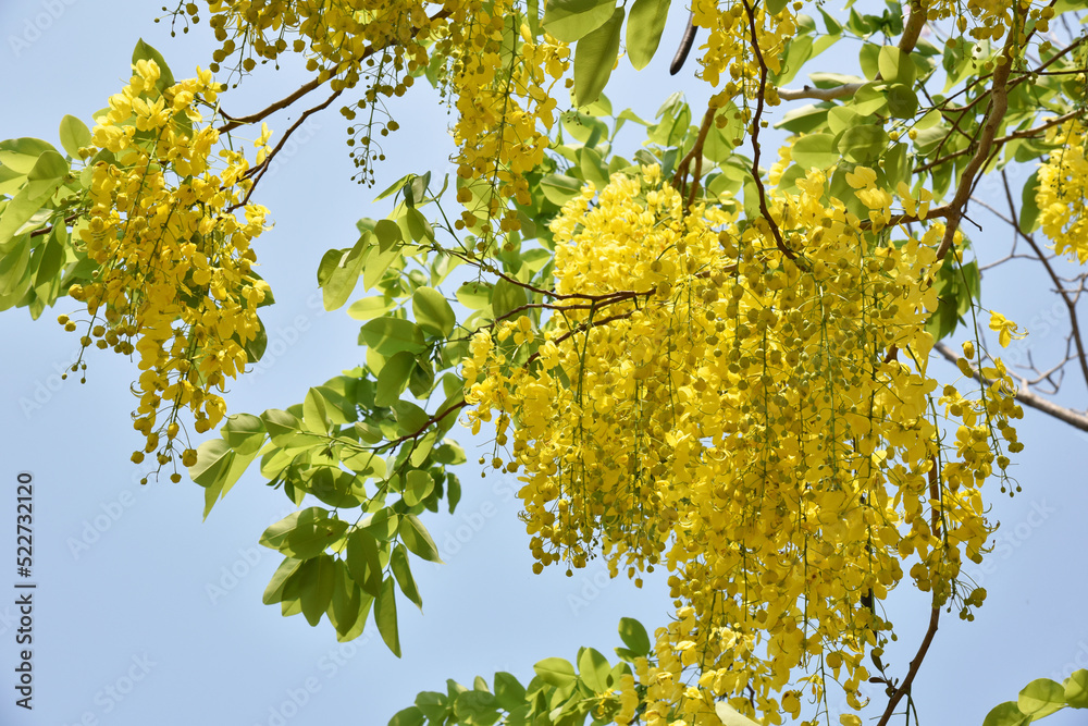 Golden shower flowers hanging on tree with blue sky background .
