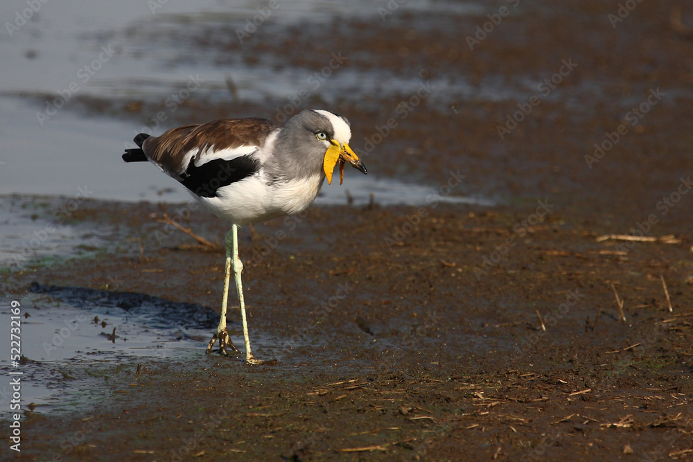 Weißscheitelkiebitz / White-crowned lapwing or White-headed Lapwing / Vanellus albiceps Weißscheitelkiebitz / White-crowned lapwing or White-headed Lapwing / Vanellus albiceps