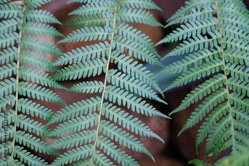 fern leaves