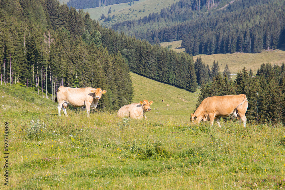 Fototapeta premium Husbandry with cows on an idyllic mountain landscape in Austria