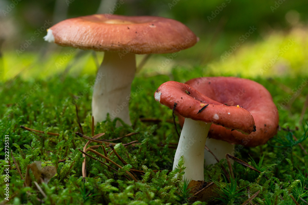 Edible mushroom Russula vinosa in the moss in the wet spruce forest. Mushroom with yellow-red cap and white stem. Autumn time, natural condition Edible mushroom Russula vinosa in the moss in the wet spruce forest. Mushroom with yellow-red cap and white stem. Autumn time, natural condition