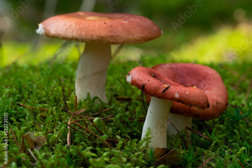 Edible mushroom Russula vinosa in the moss in the wet spruce forest. Mushroom with yellow-red cap and white stem. Autumn time, natural condition