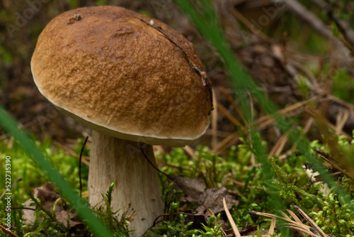 Calluna vulgaris known as Common Heather, ling, or simply heather and big edible mushroom - cep