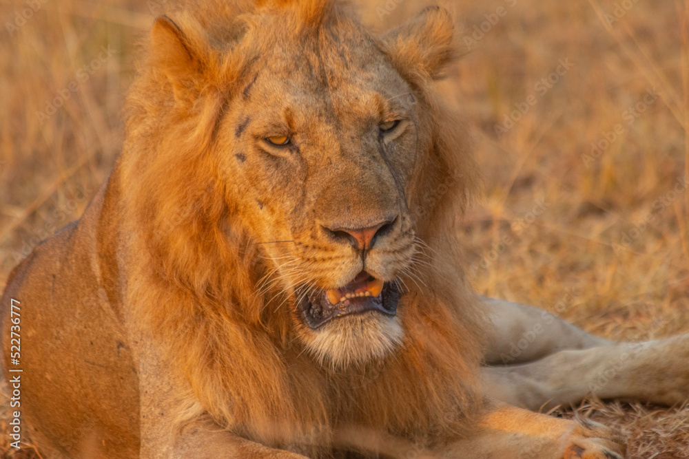 Fototapeta premium lions at Murchison falls national park in Uganda