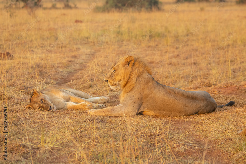 lions at Murchison falls national park in Uganda lions at Murchison falls national park in Uganda