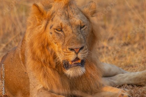 lions at Murchison falls national park in Uganda
