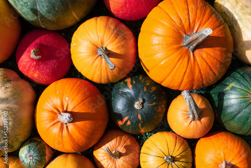 Different colourful kind of pumpkins closeup. Halloween holiday and autumn background