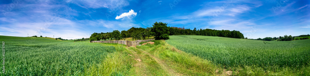 panorama of a green summer field with a forest edge on the horizon