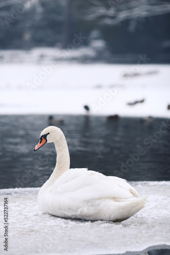 A white swan in winter