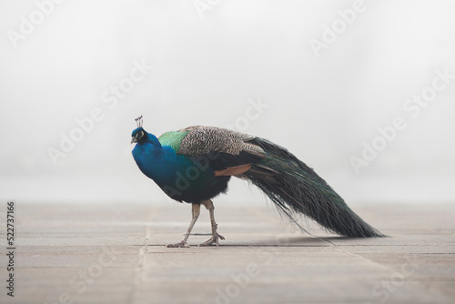 A Peacock in a foggy setting
