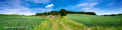 panorama of a green summer field with a forest edge on the horizon