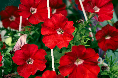 Red petunias grow on the street in a flower pot, thin delicate red petals of a beautiful flower, petunias dyeing any yard