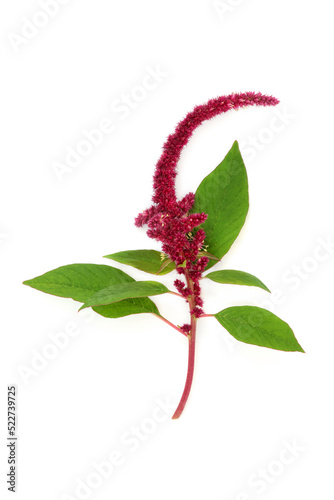 Amaranthus plant with red flower amaranth seed. Health food highly nutritious, gluten free, high in protein, minerals, vitamins and antioxidants. Lowers cholesterol and helps weight loss. On white. 