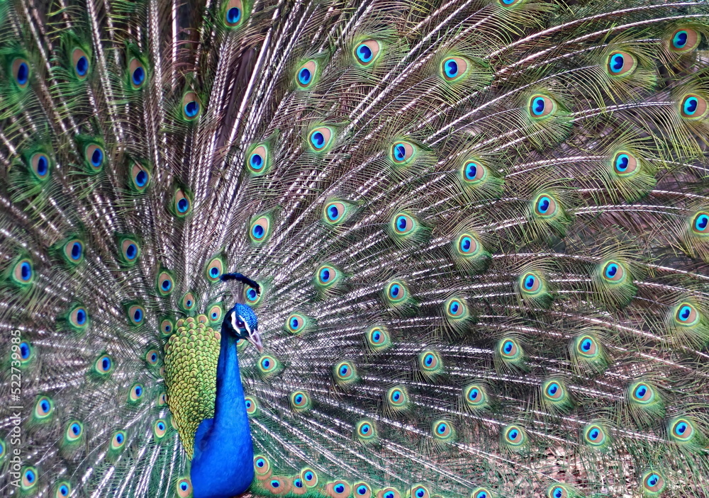 Obraz premium peacock with feathers out