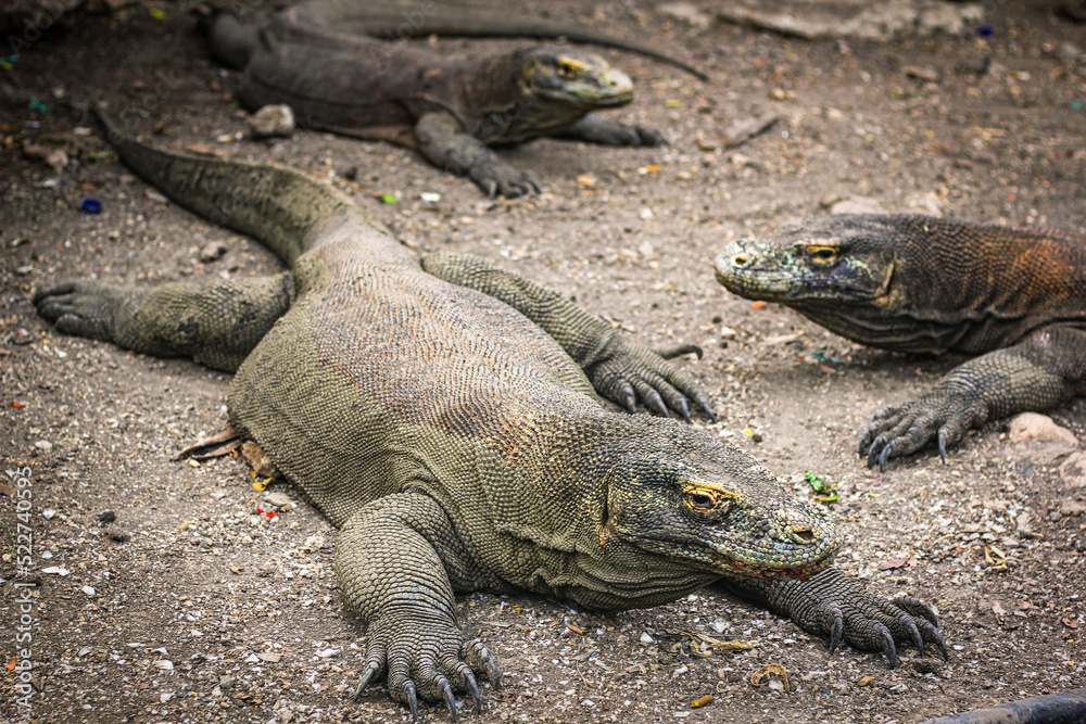 Komodo dragon is on the ground. Interesting perspective. The low point shooting. Indonesia. Komodo National Park. An excellent illustration. Komodo dragon is on the ground. Interesting perspective. The low point shooting. Indonesia. Komodo National Park. An excellent illustration.