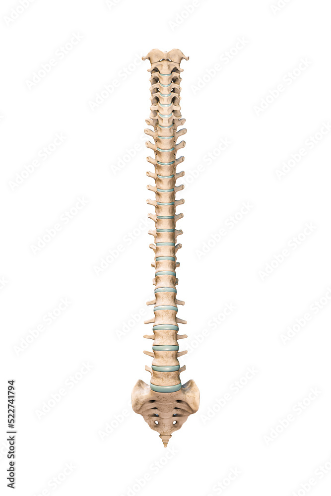 Accurate anterior or front view of human spine bones or vertebrae isolated on white background 3D rendering illustration. Blank anatomical chart. Anatomy, medical, osteology concept. Accurate anterior or front view of human spine bones or vertebrae isolated on white background 3D rendering illustration. Blank anatomical chart. Anatomy, medical, osteology concept.