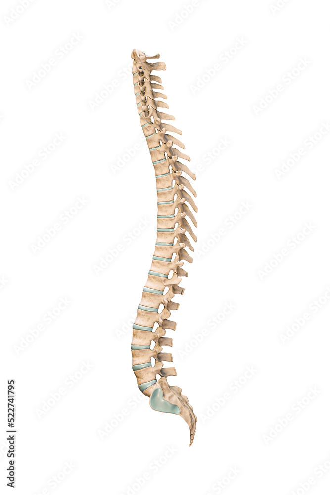 Accurate lateral or profile view of human spine bones or vertebrae isolated on white background 3D rendering illustration. Blank anatomical chart. Anatomy, medical, osteology concept. Accurate lateral or profile view of human spine bones or vertebrae isolated on white background 3D rendering illustration. Blank anatomical chart. Anatomy, medical, osteology concept.