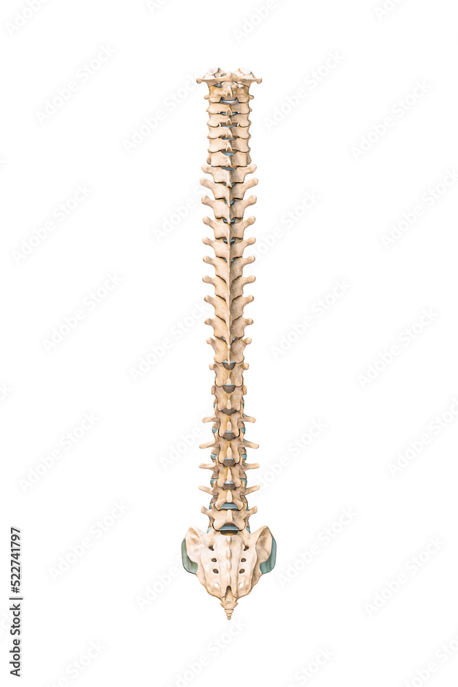 Accurate posterior or back view of human spine bones or vertebrae isolated on white background 3D rendering illustration. Blank anatomical chart. Anatomy, medical, osteology concept. Accurate posterior or back view of human spine bones or vertebrae isolated on white background 3D rendering illustration. Blank anatomical chart. Anatomy, medical, osteology concept.