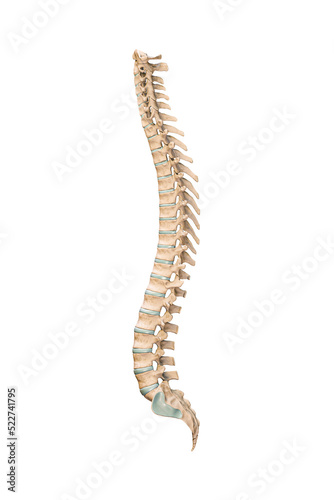 Accurate lateral or profile view of human spine bones or vertebrae isolated on white background 3D rendering illustration. Blank anatomical chart. Anatomy, medical, osteology concept.