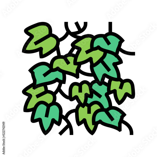 english ivy color icon vector. english ivy sign. isolated symbol illustration