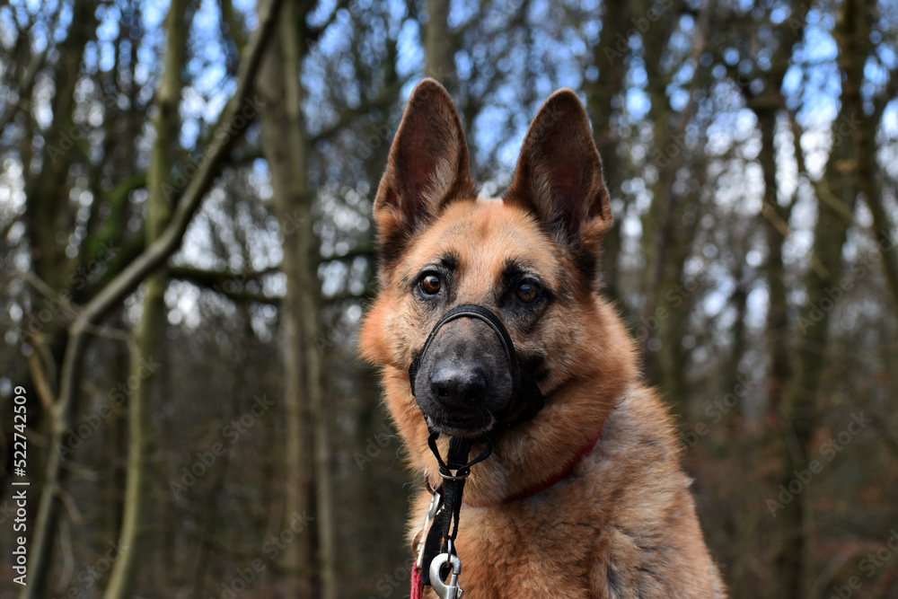 Brown German Shepherd Dog Animal Pet Portrait Brown German Shepherd Dog Animal Pet Portrait