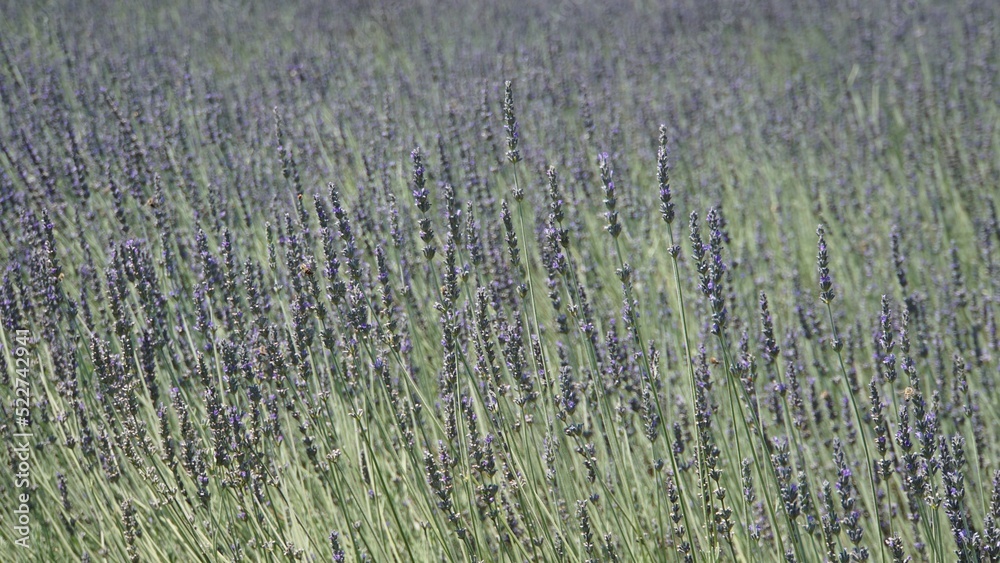Fototapeta premium field of lavender