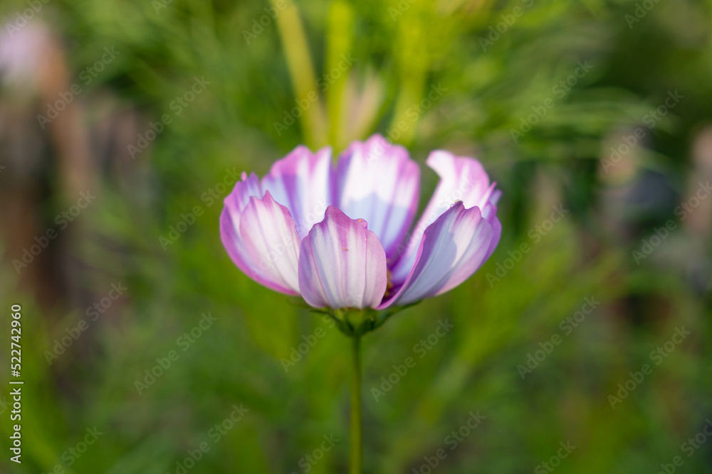 Delicate Cosmos flower in the garden. Stripped white and violet flowers with blurry background. Cosmos bipinnatus, garden cosmos, aster.