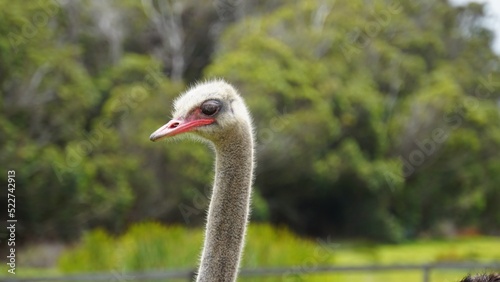 close up of a ostrich