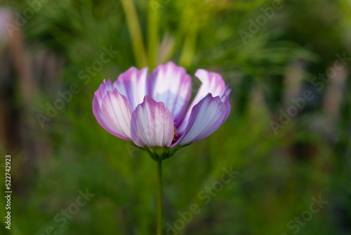 Delicate Cosmos flower in the garden. Stripped white and violet flowers with blurry background. Cosmos bipinnatus  garden cosmos  aster.